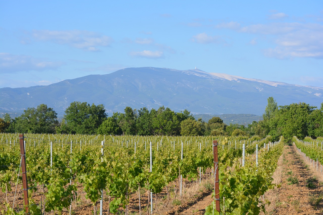 vineyard landscape view free photo