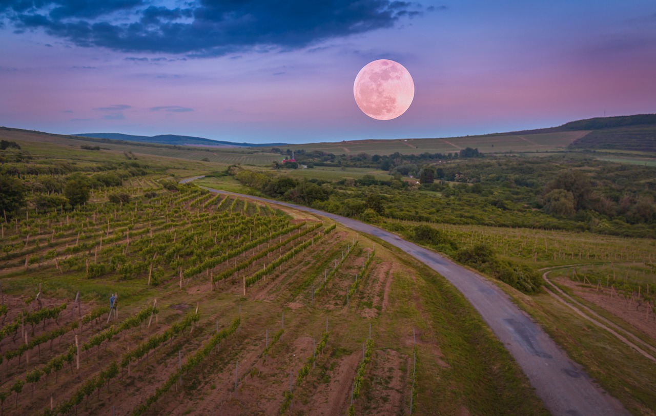 vineyard united trňa slovak new town free photo