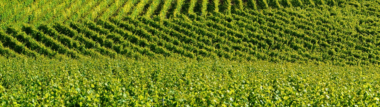 vineyard relief background free photo