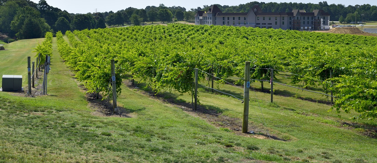 vineyard winery landscape free photo