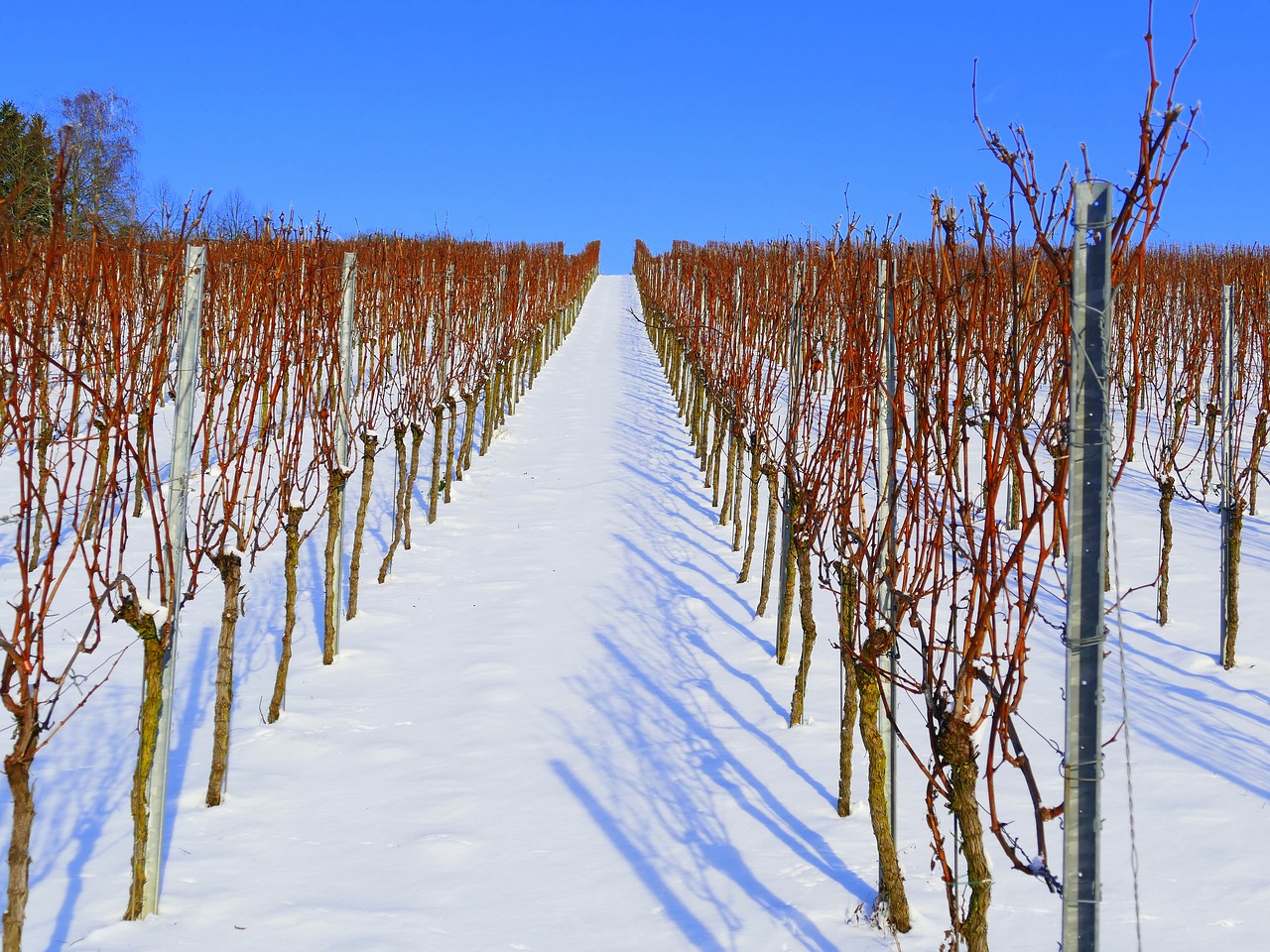 vineyard winter snow free photo