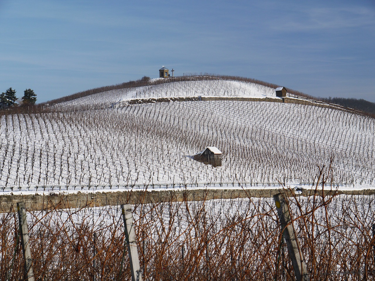 vineyard winter snow free photo