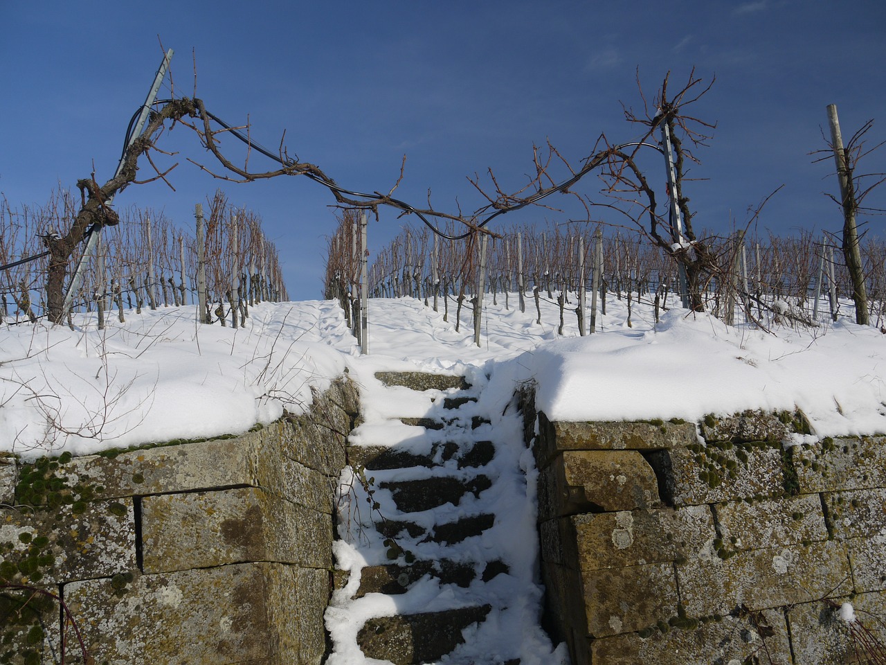 vineyard winter snow free photo