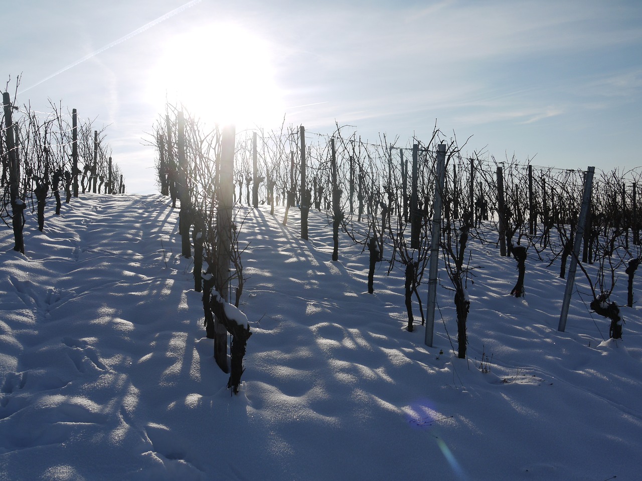 vineyard winter snow free photo