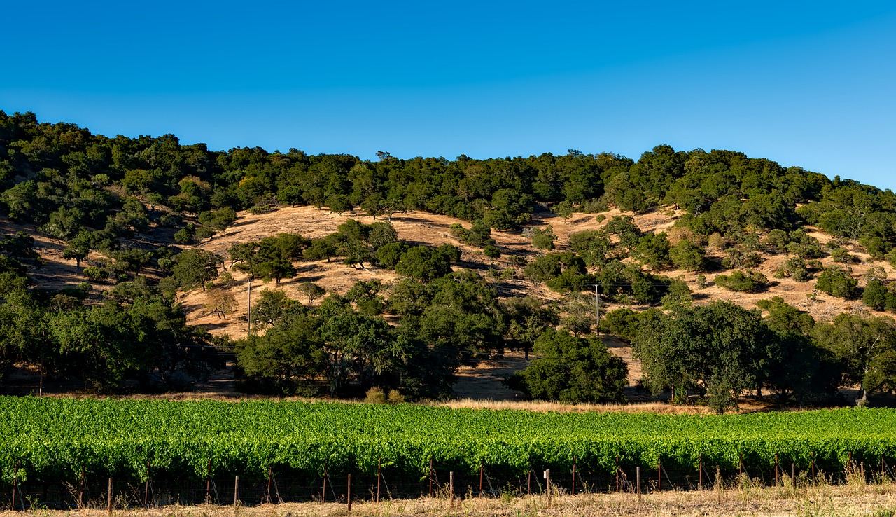vineyard california napa valley free photo