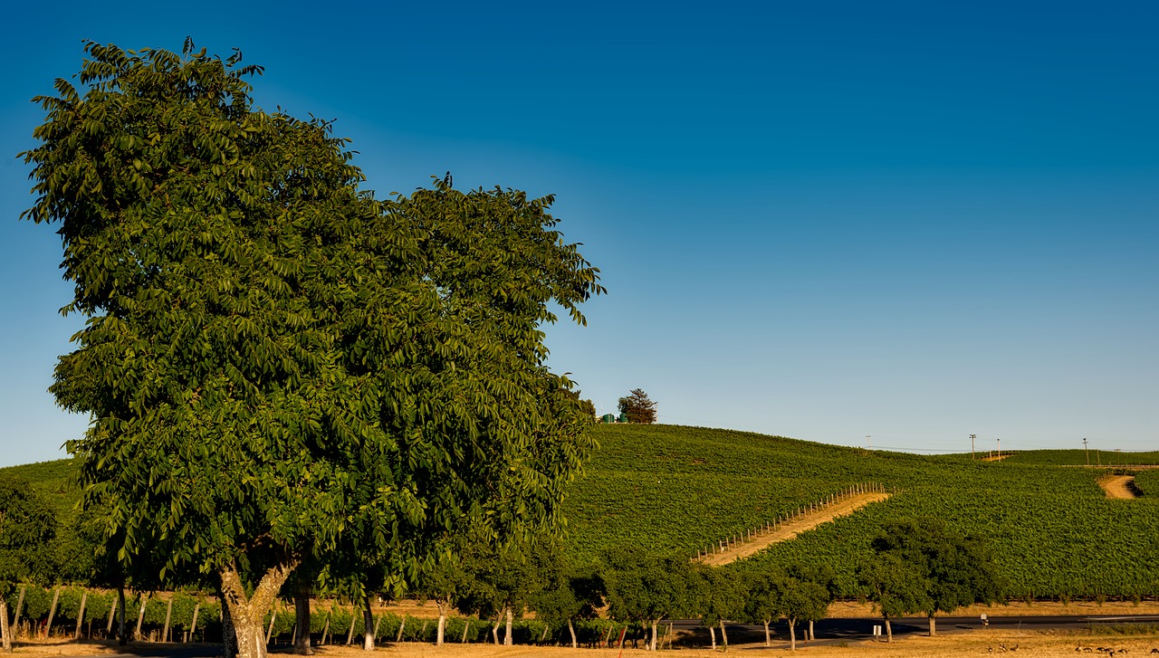 vineyard california napa valley free photo