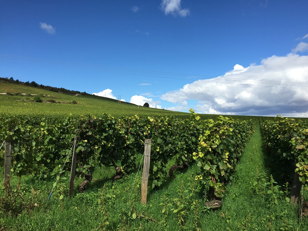 vineyard burgundy france free photo