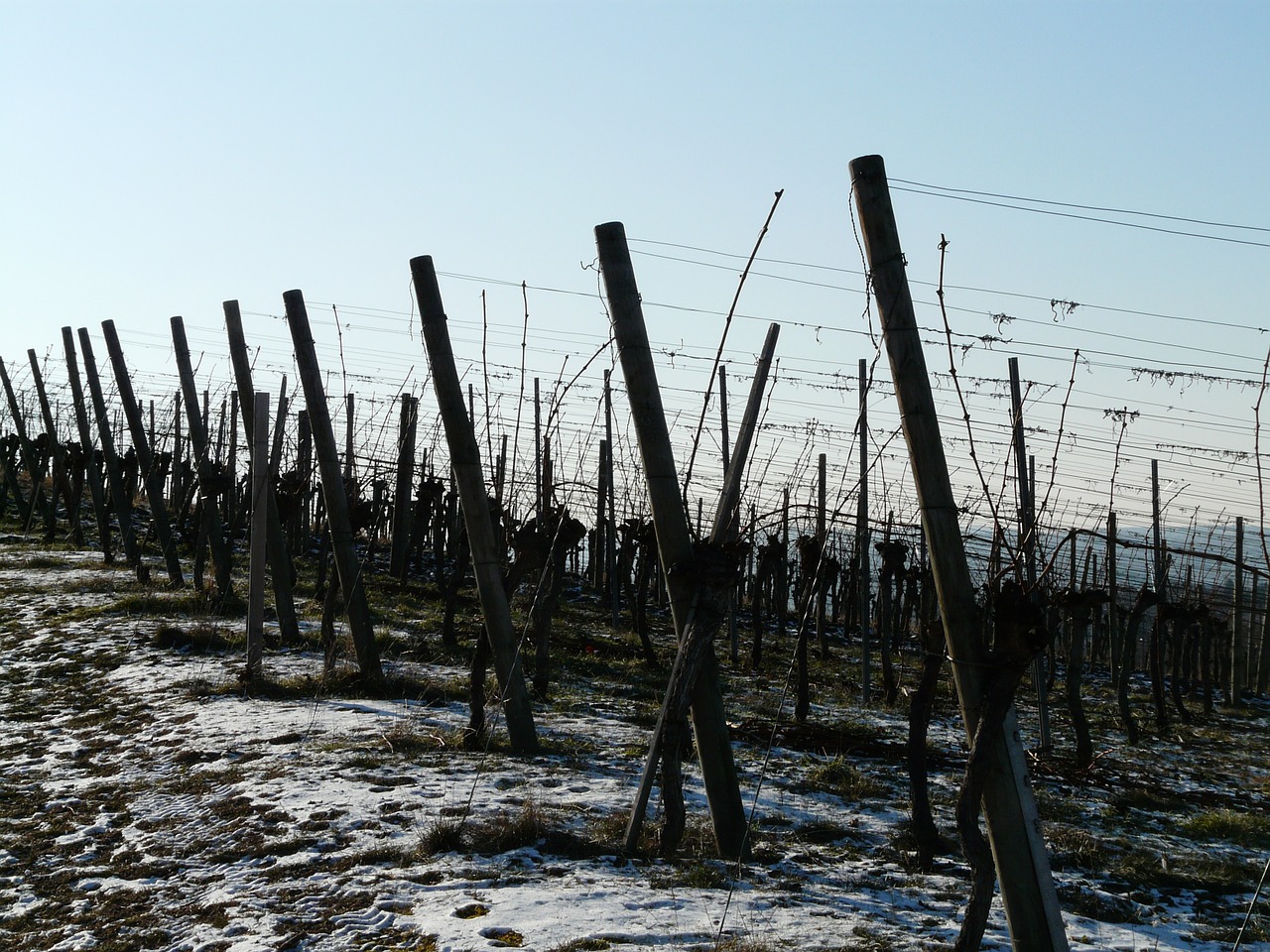 vineyard winter vine free photo