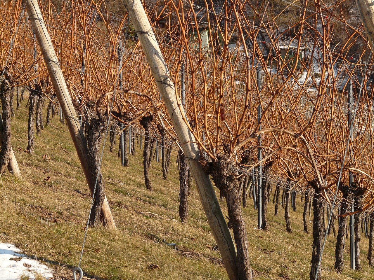 vineyard vine winegrowing free photo
