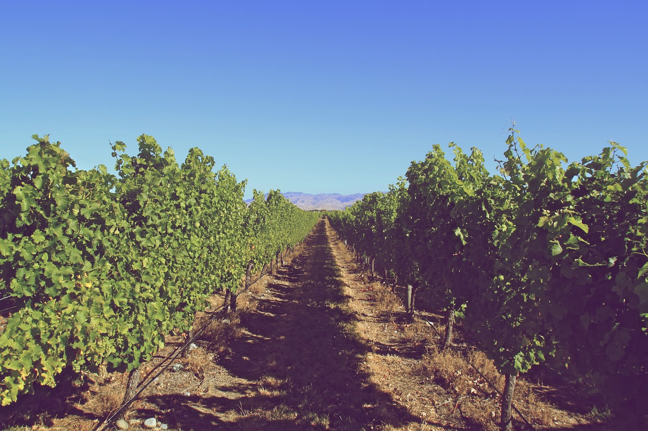 vineyard grapes leaves free photo