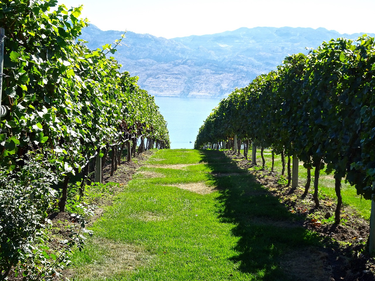 vineyard vines grapes free photo