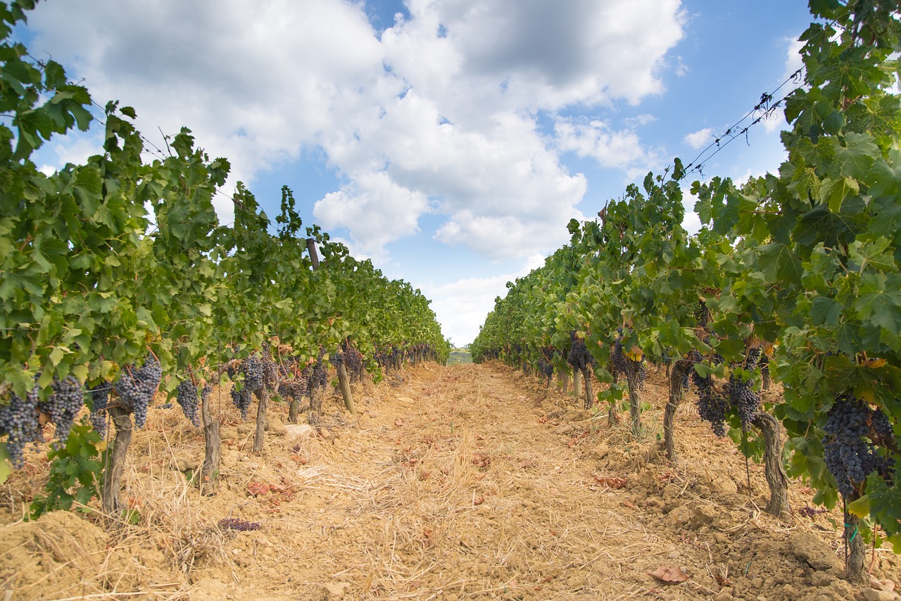 vineyard grapes landscape free photo