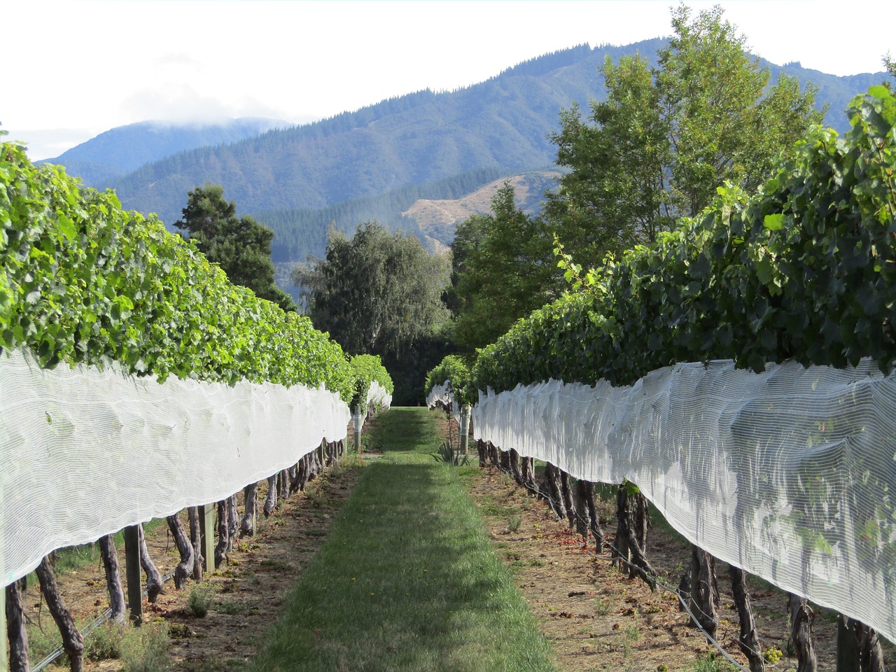 vineyard new zealand grapes free photo