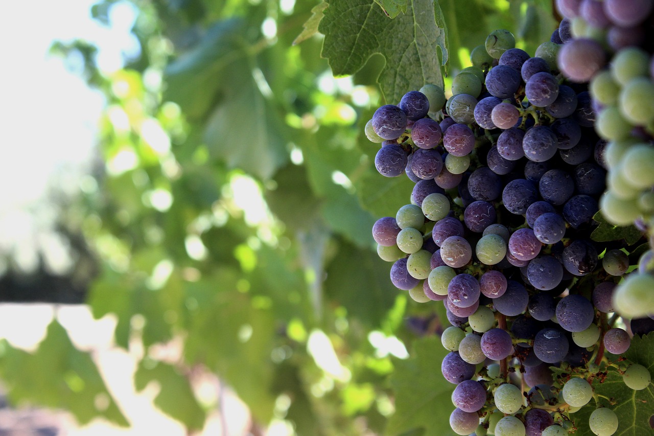 vineyard field landscape free photo