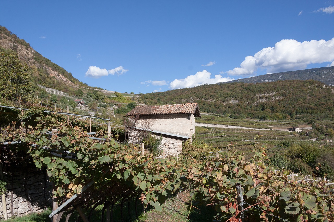 vineyard slope wine free photo
