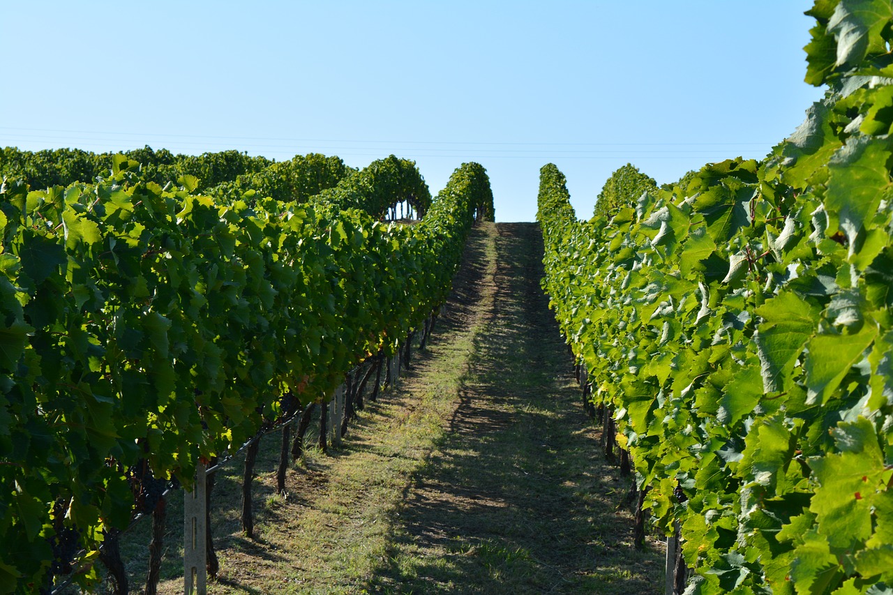 vineyard wine greece free photo