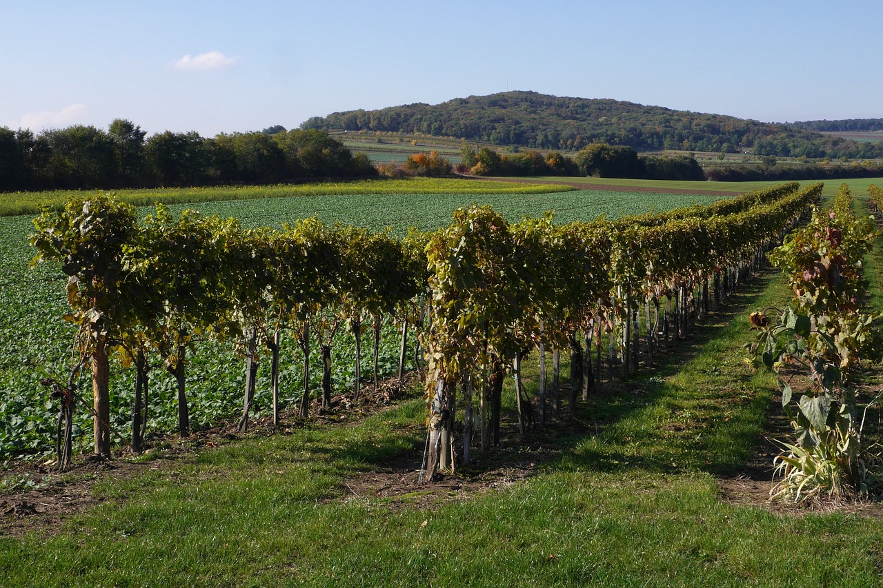 vineyard country fields free photo
