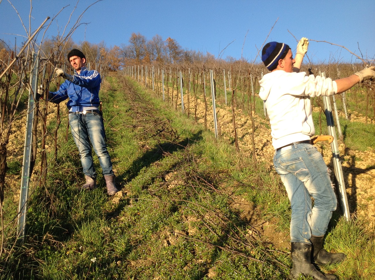 vineyard pruning oltrepo pavia free photo