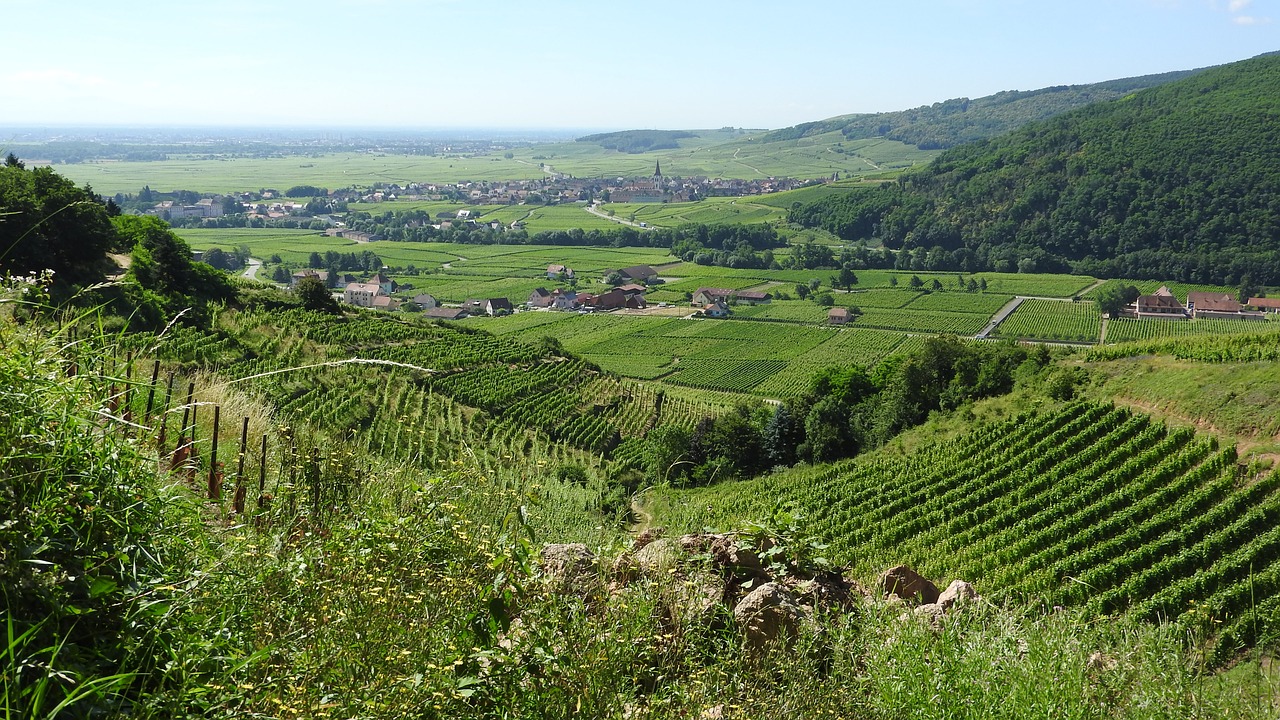 vineyard france alsace free photo