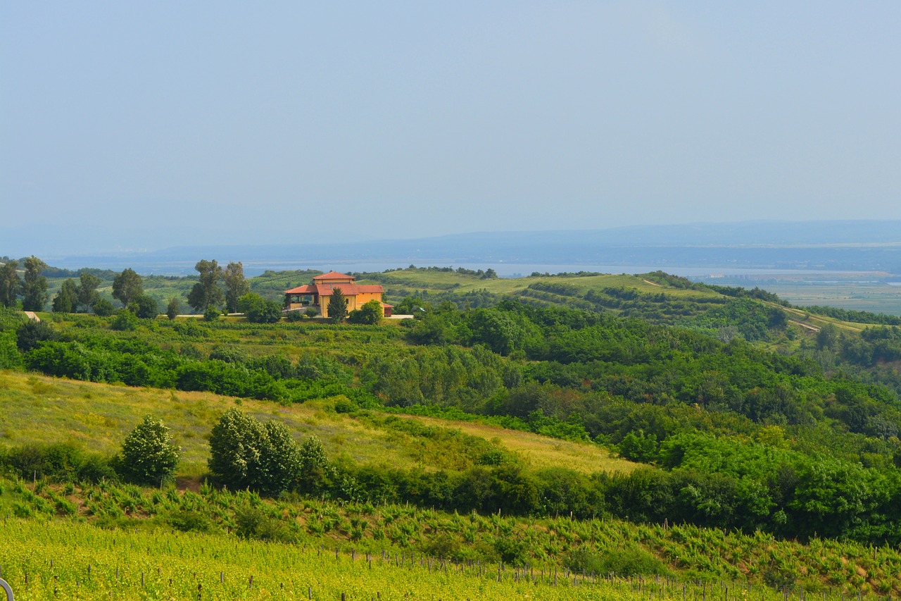 vineyard landscape home free photo