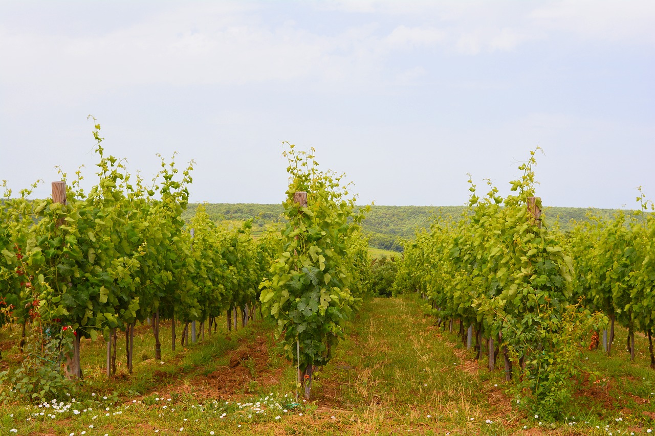 vineyard landscape wine free photo