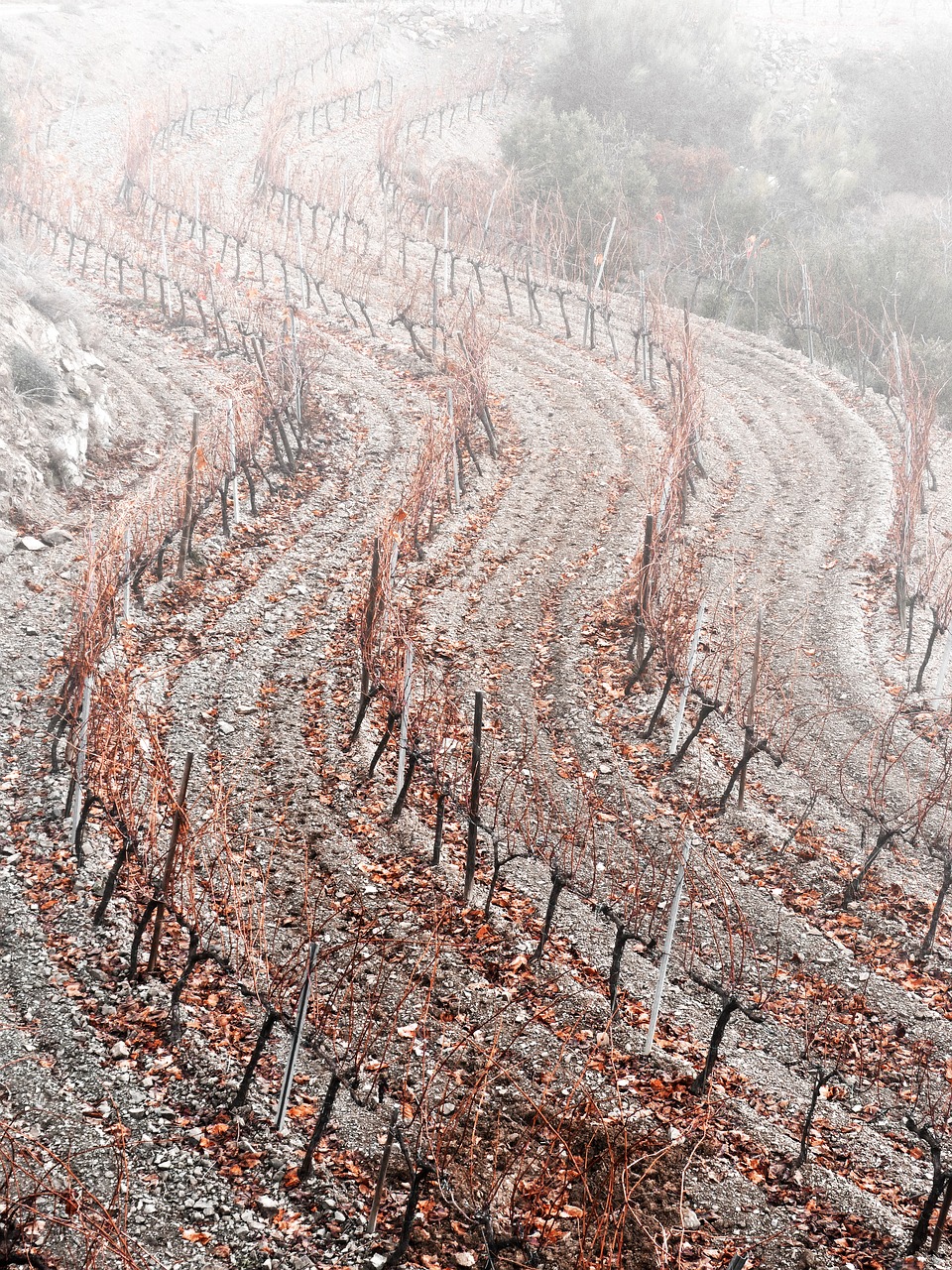 vineyard curves fog free photo