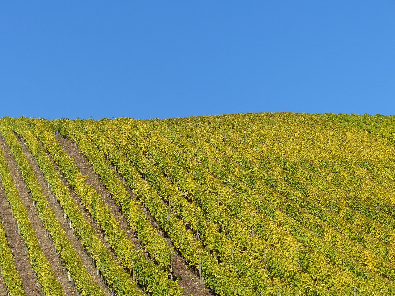 vineyard autumn leaves free photo