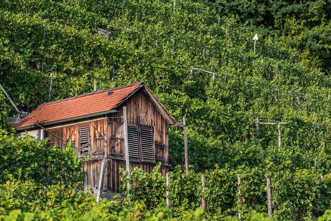vineyard ludwigsburg germany hut free photo