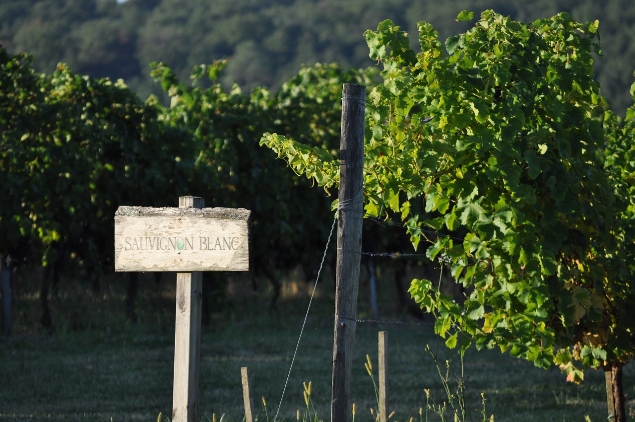 vineyard sunset wine free photo