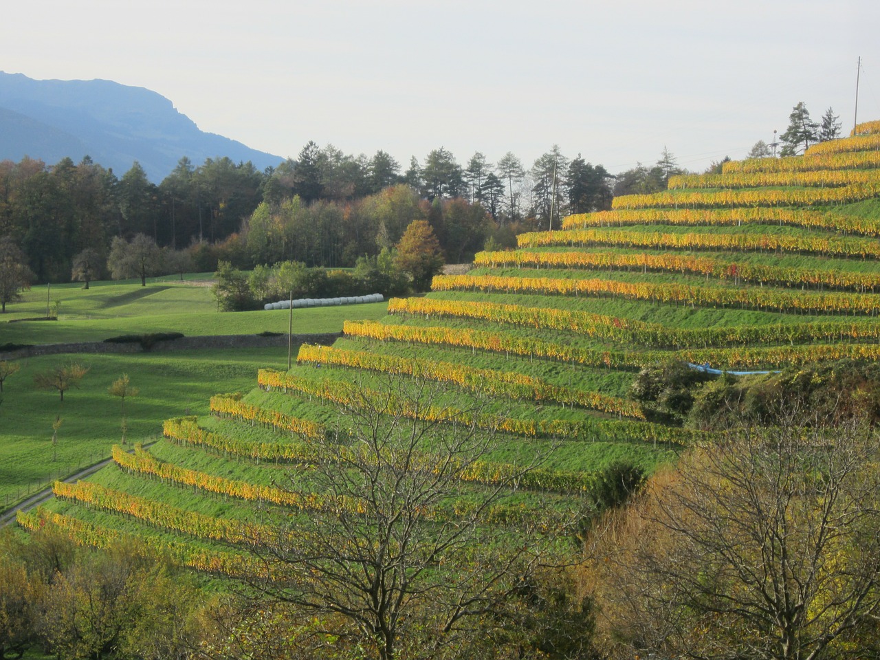 vineyard autumn green free photo