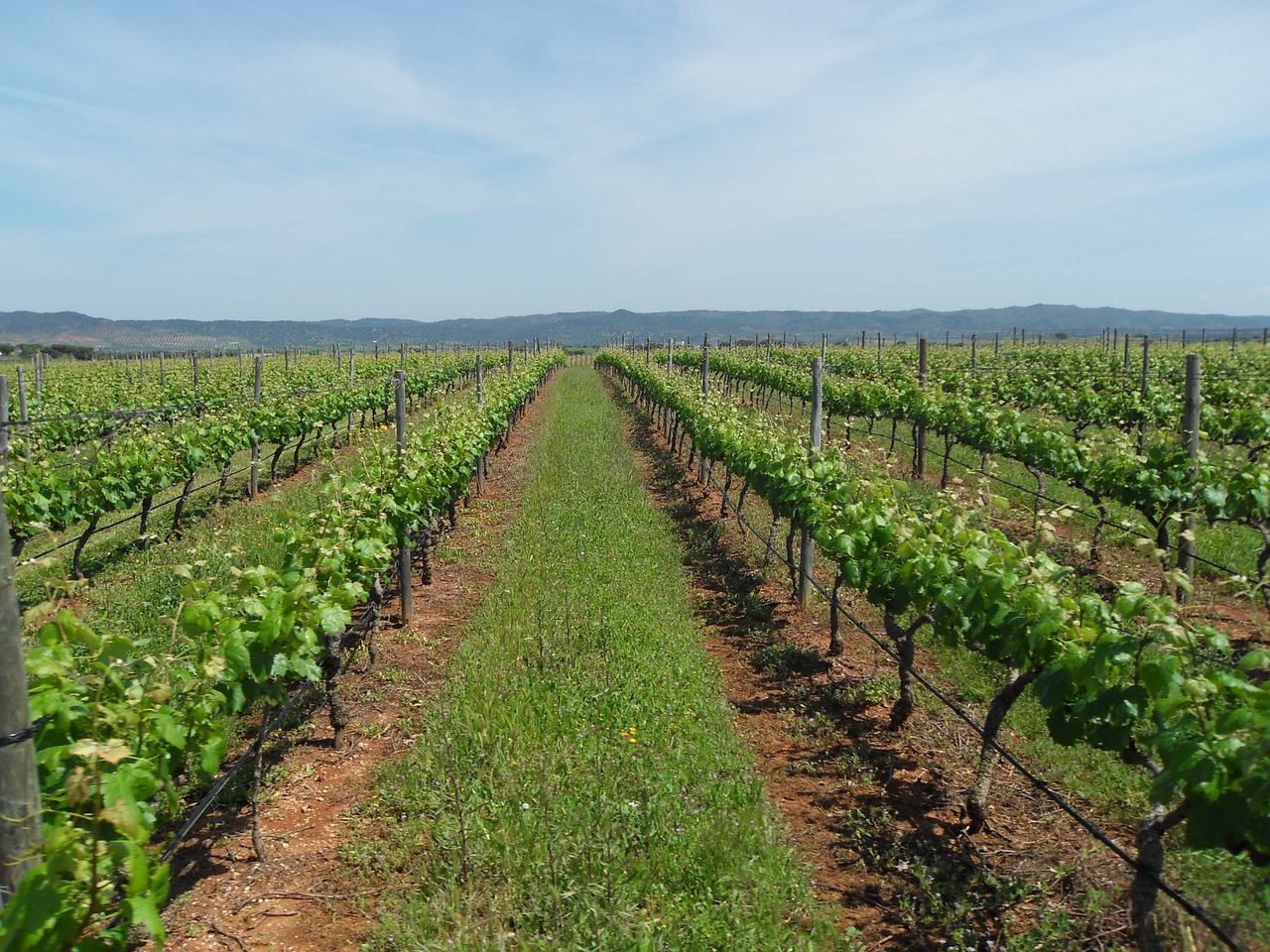 vineyard wine alentejo free photo