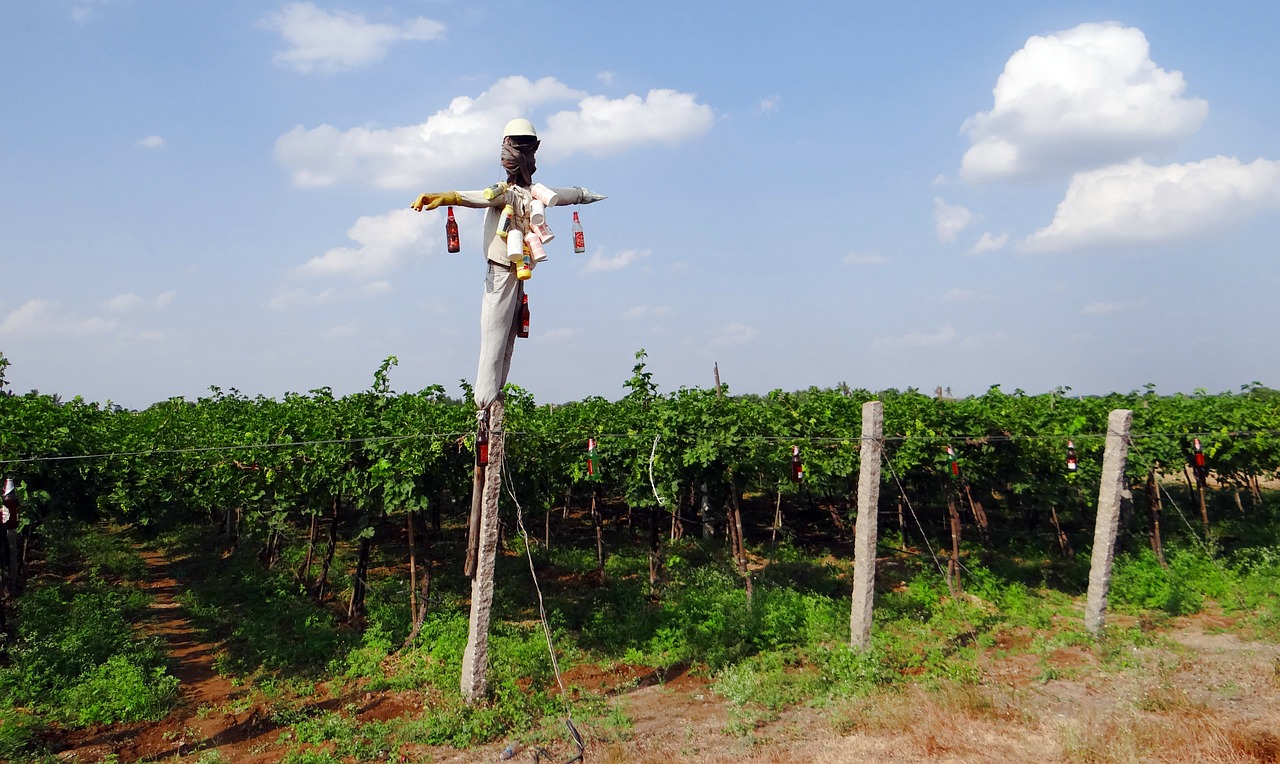 vineyard grape vine scarecrow free photo