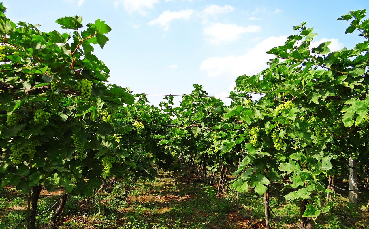 vineyard grape vine agriculture free photo