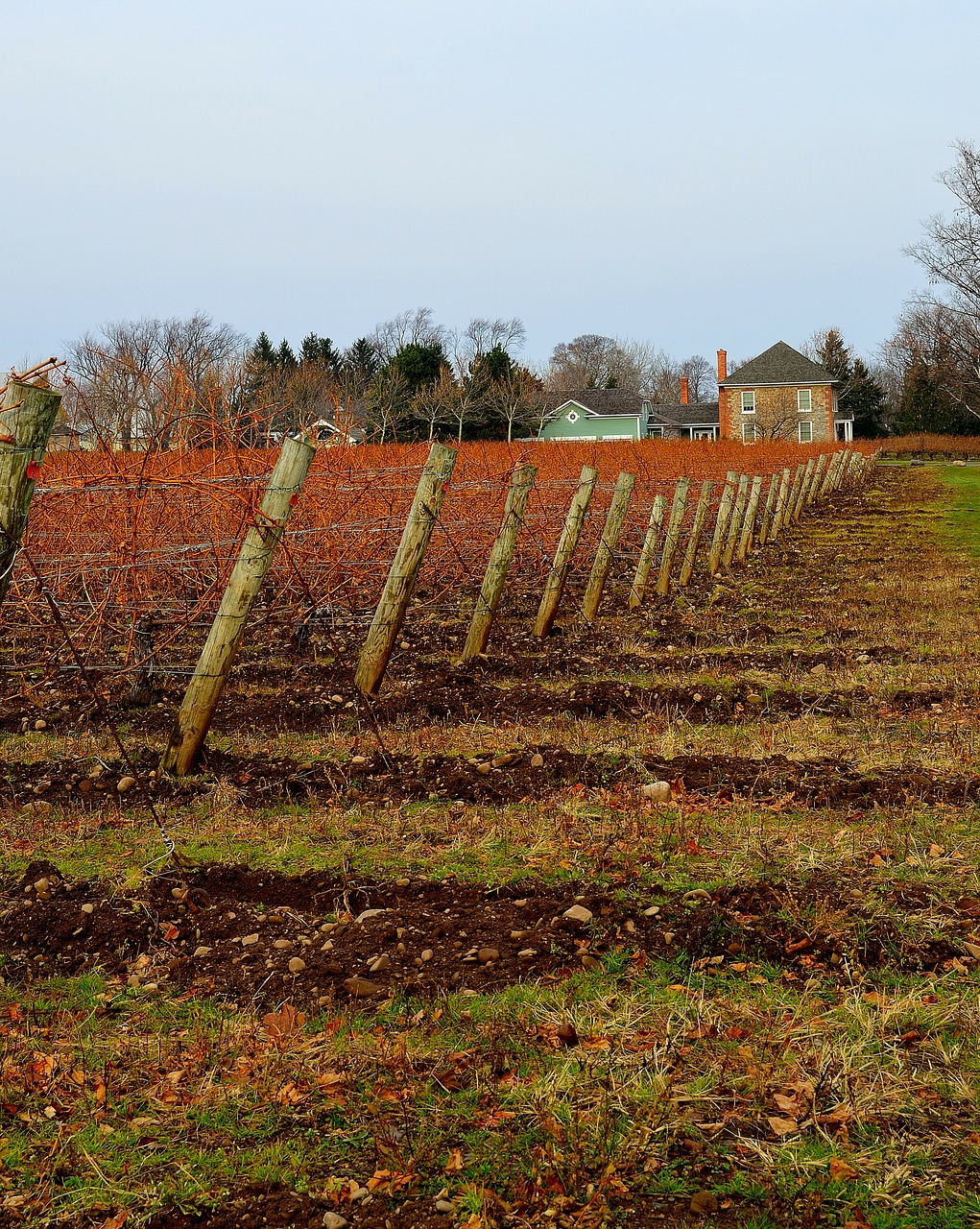 vineyard farm winter free photo