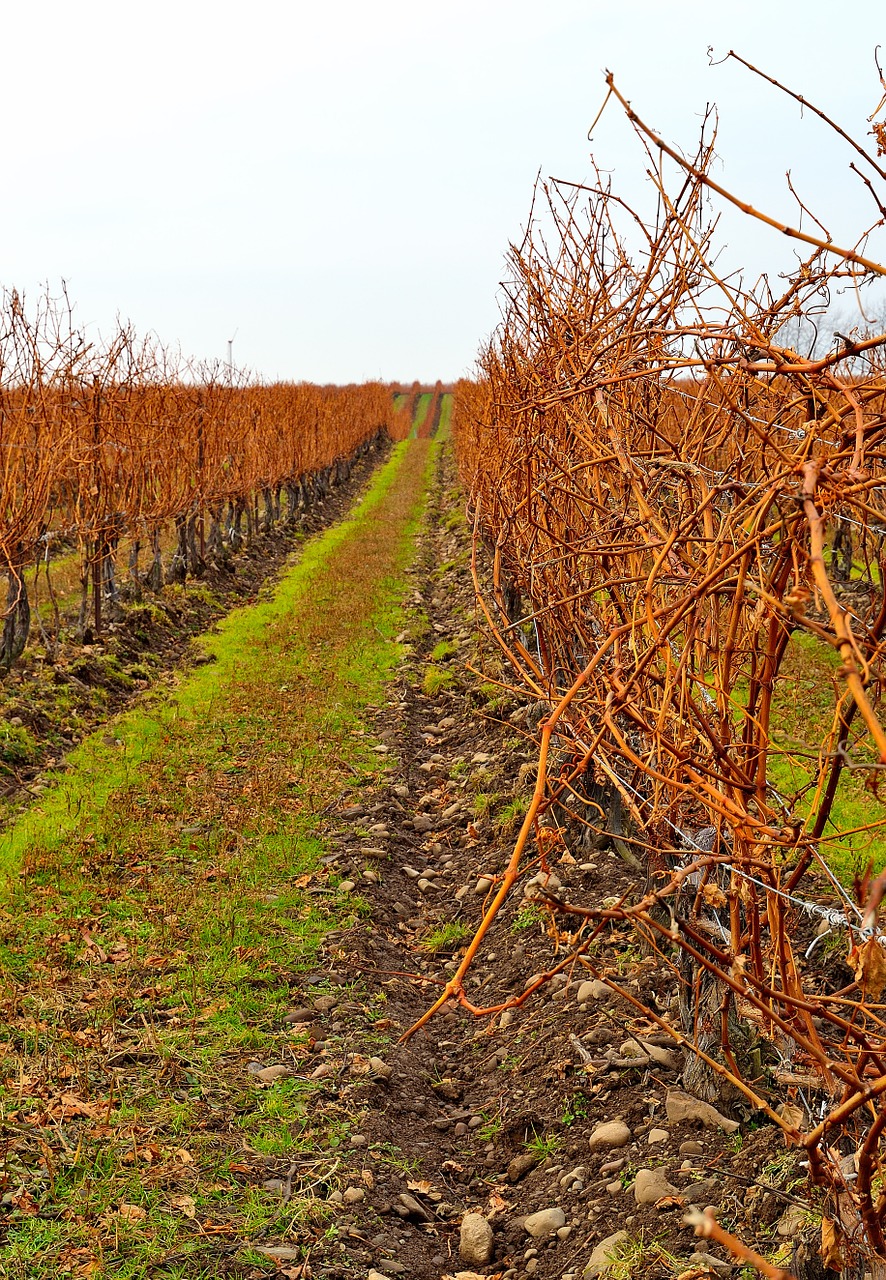 vineyard field row free photo