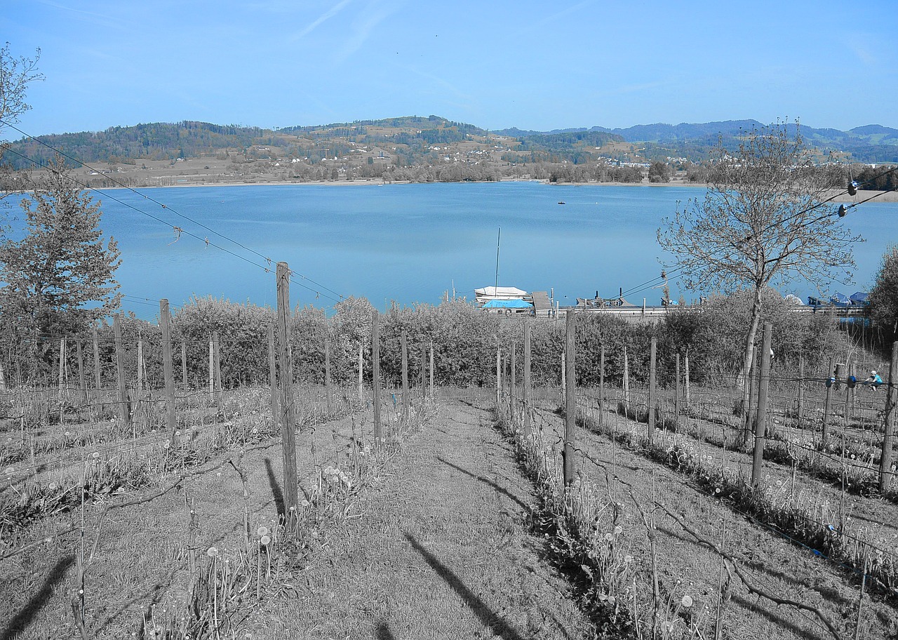 vineyard wine lake free photo