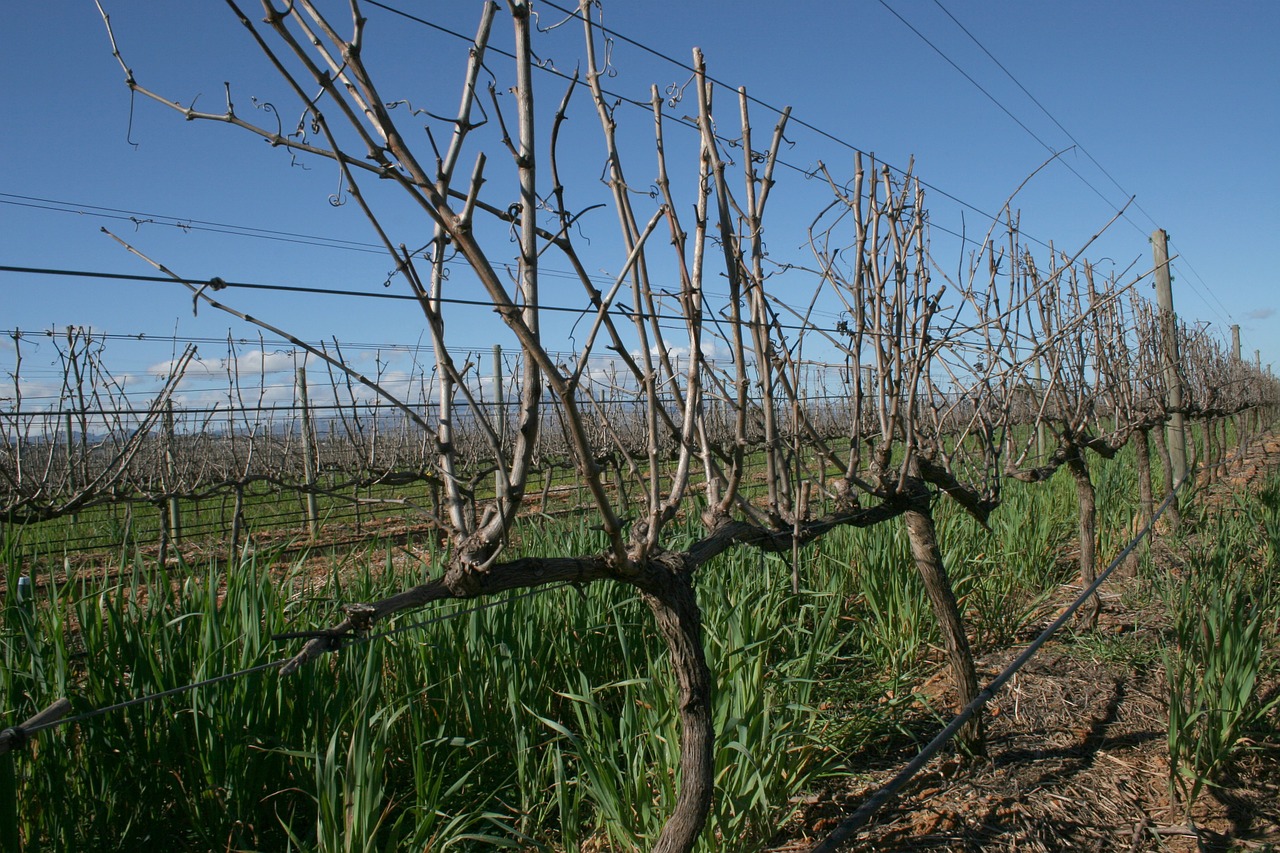 vineyard wine field free photo