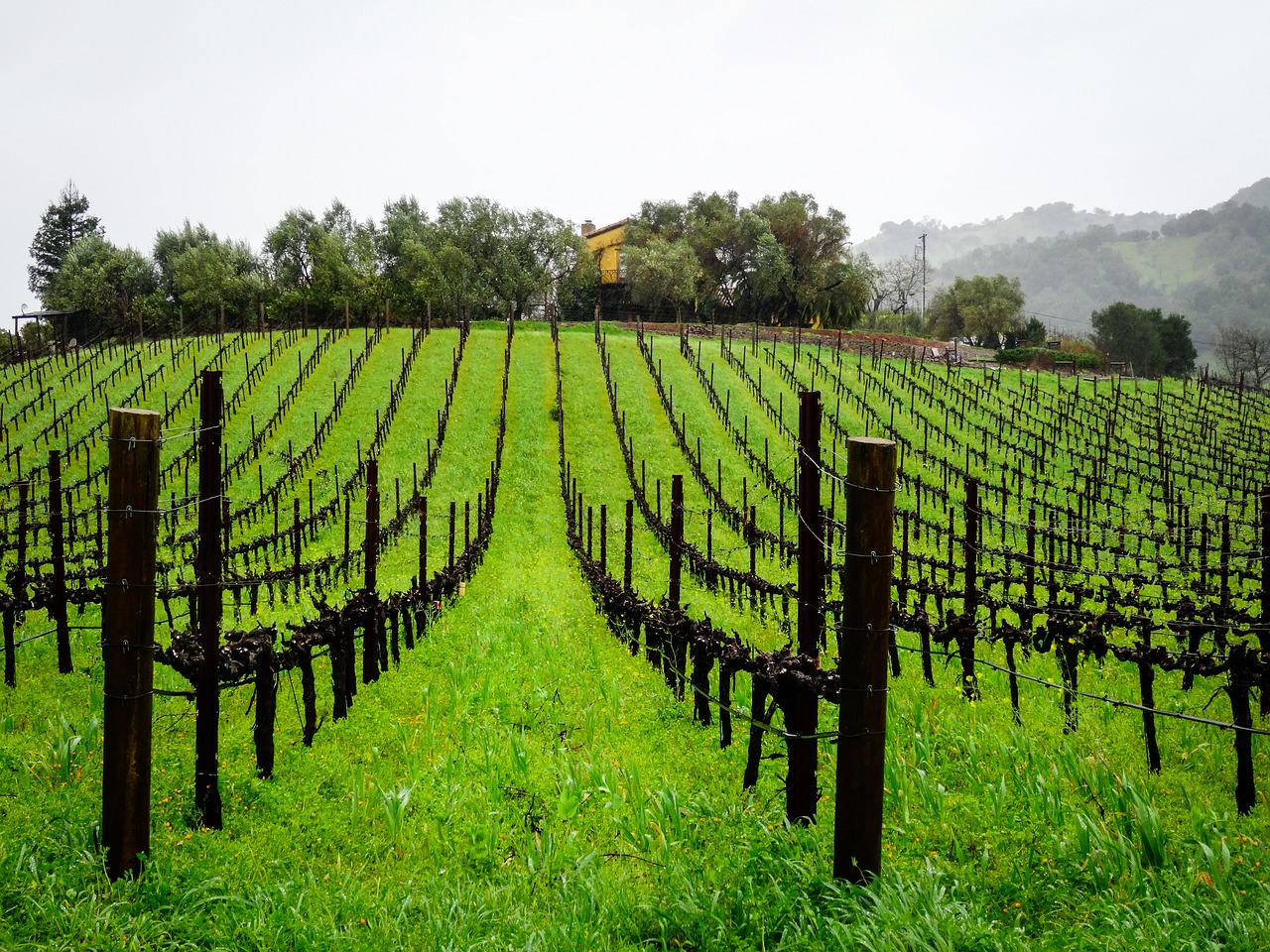vineyard series landscape free photo