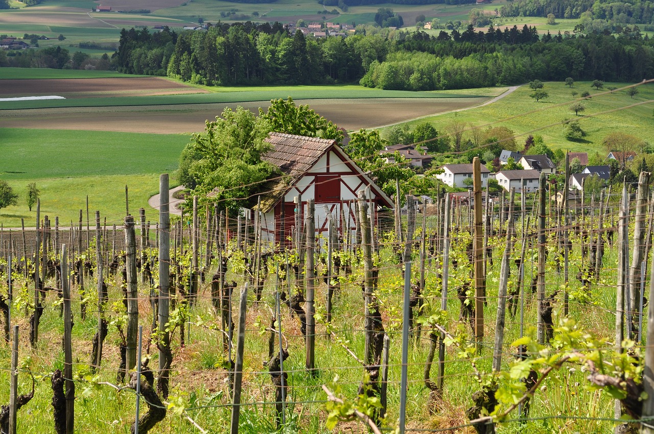 vineyard viticulture landscape free photo