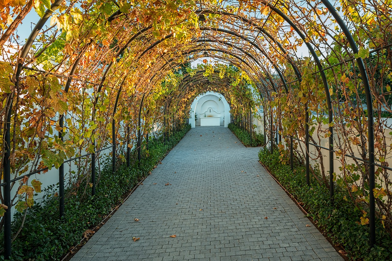 vineyard vines grapes free photo