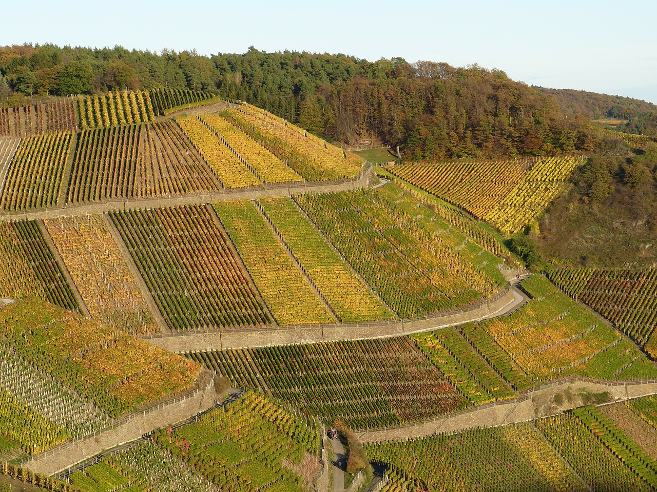 vineyard nature wine free photo