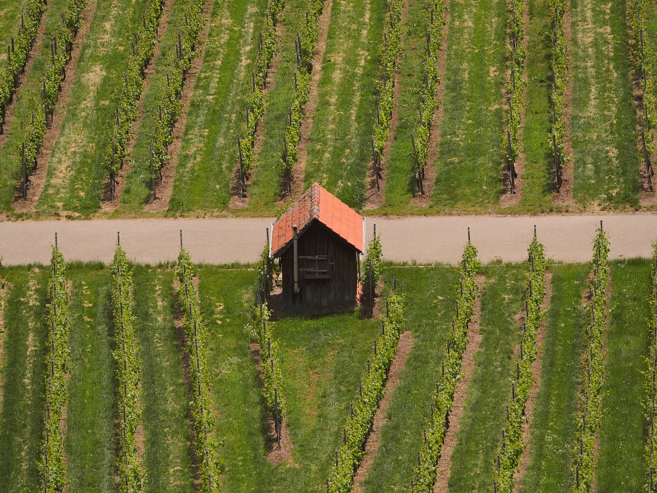 vineyard vineyard cottage vines free photo