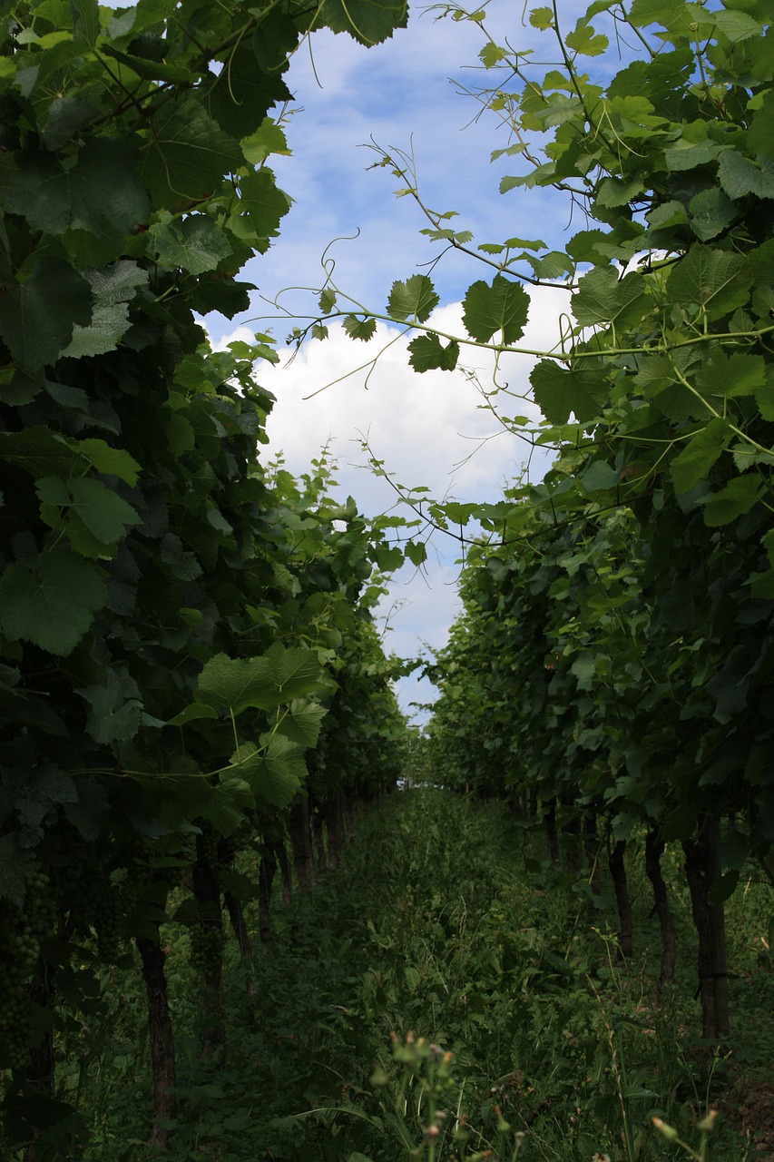 vineyard wine vines free photo