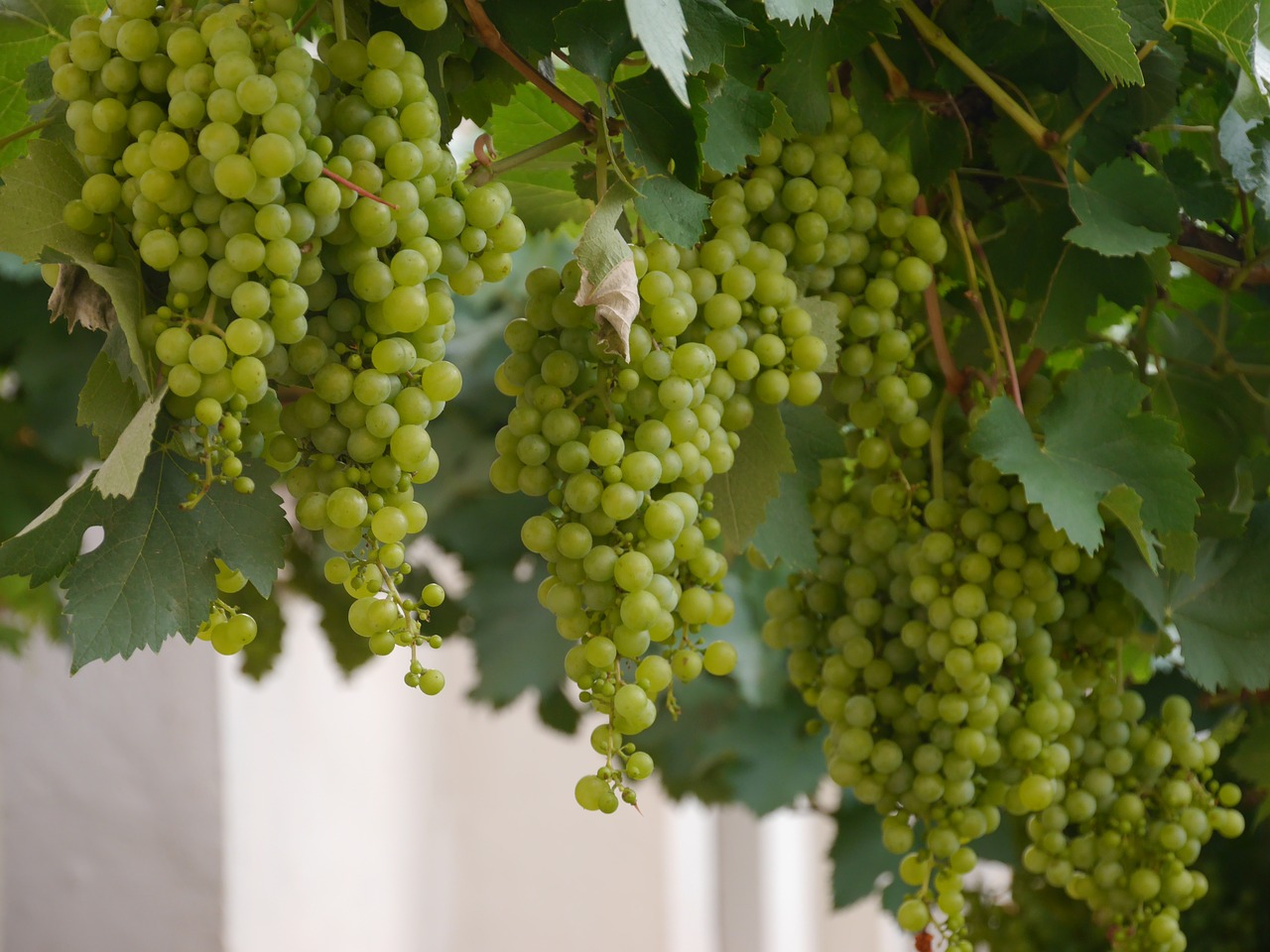 vineyard wine grapes free photo