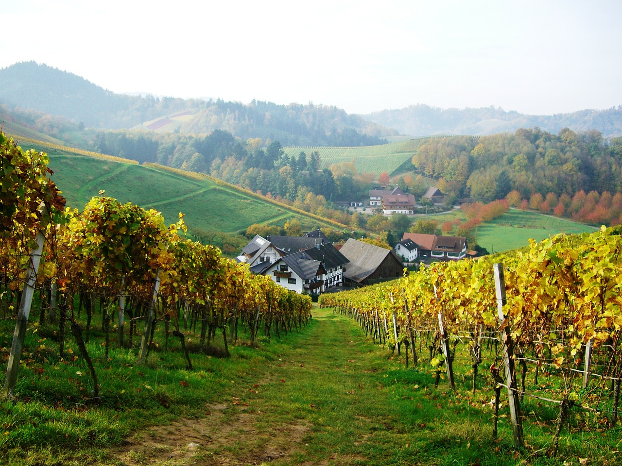 vineyard oberkirch bottenau free photo