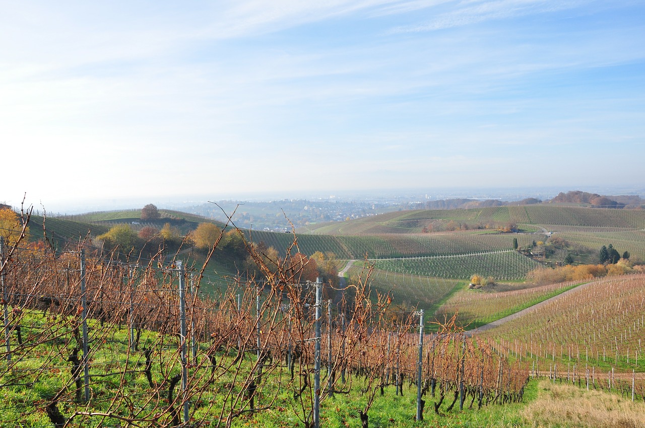 vineyard wine grapes free photo