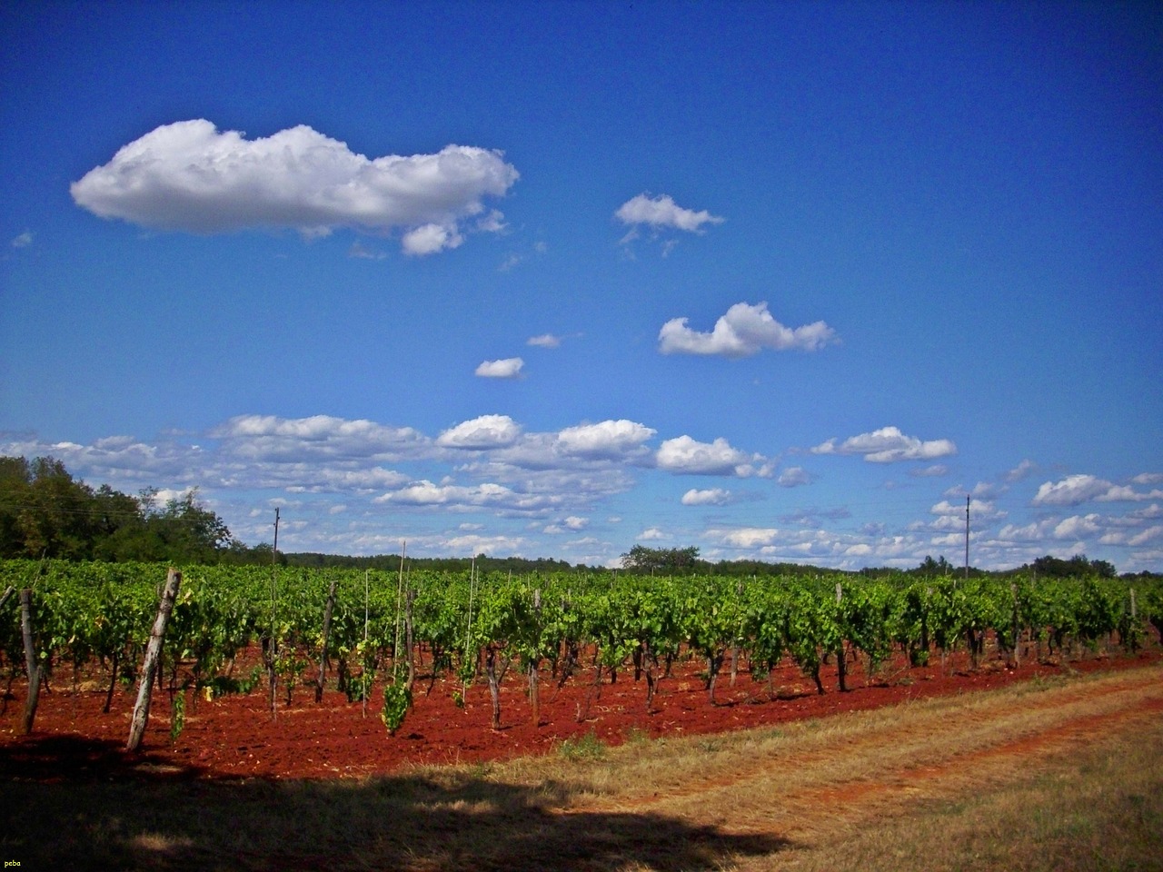 vineyard umag croatia free photo