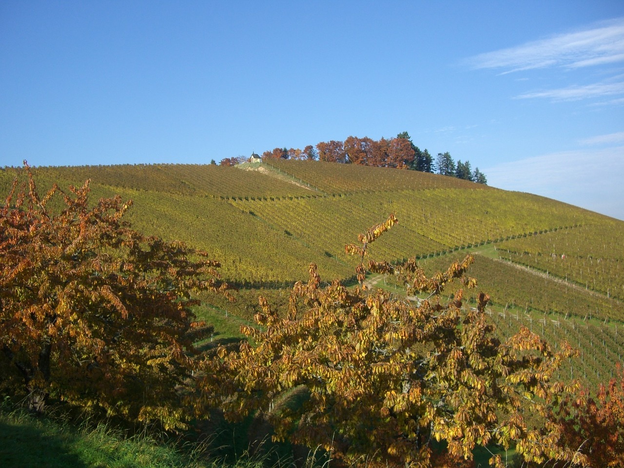 vineyard autumn bottenau free photo