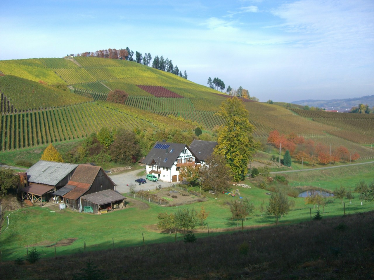 vineyard autumn eunice hof free photo