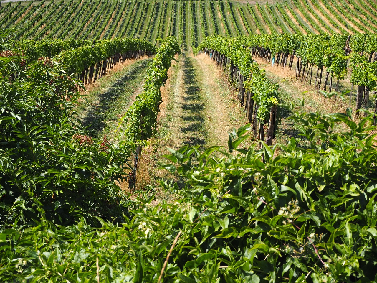 vineyard summer landscape free photo